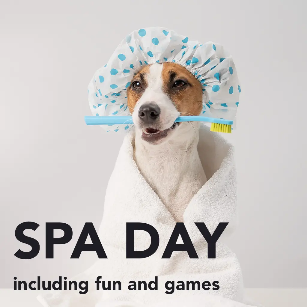 Dog Walking and Care